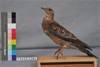 藏品(金背鳩)的圖片